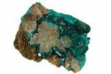 Gorgeous, Gemmy Dioptase Crystal Cluster - Namibia #129090-2